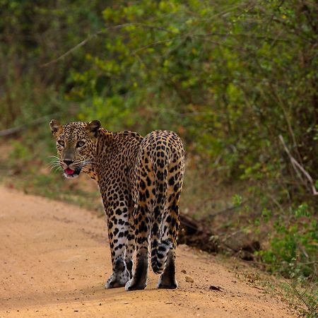 Yala National Park Camping Hotel Exterior photo