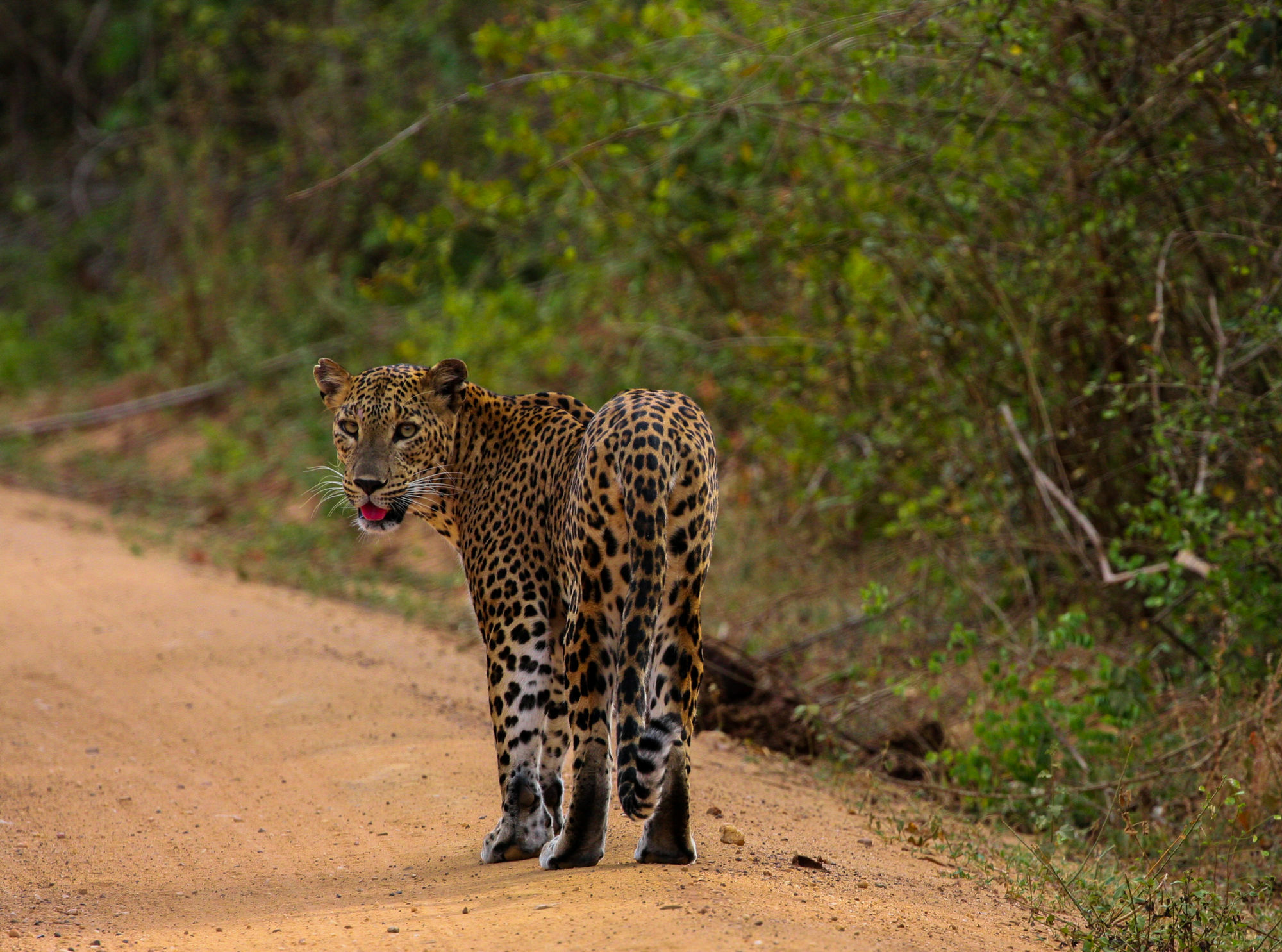 Yala National Park Camping Hotel Exterior photo