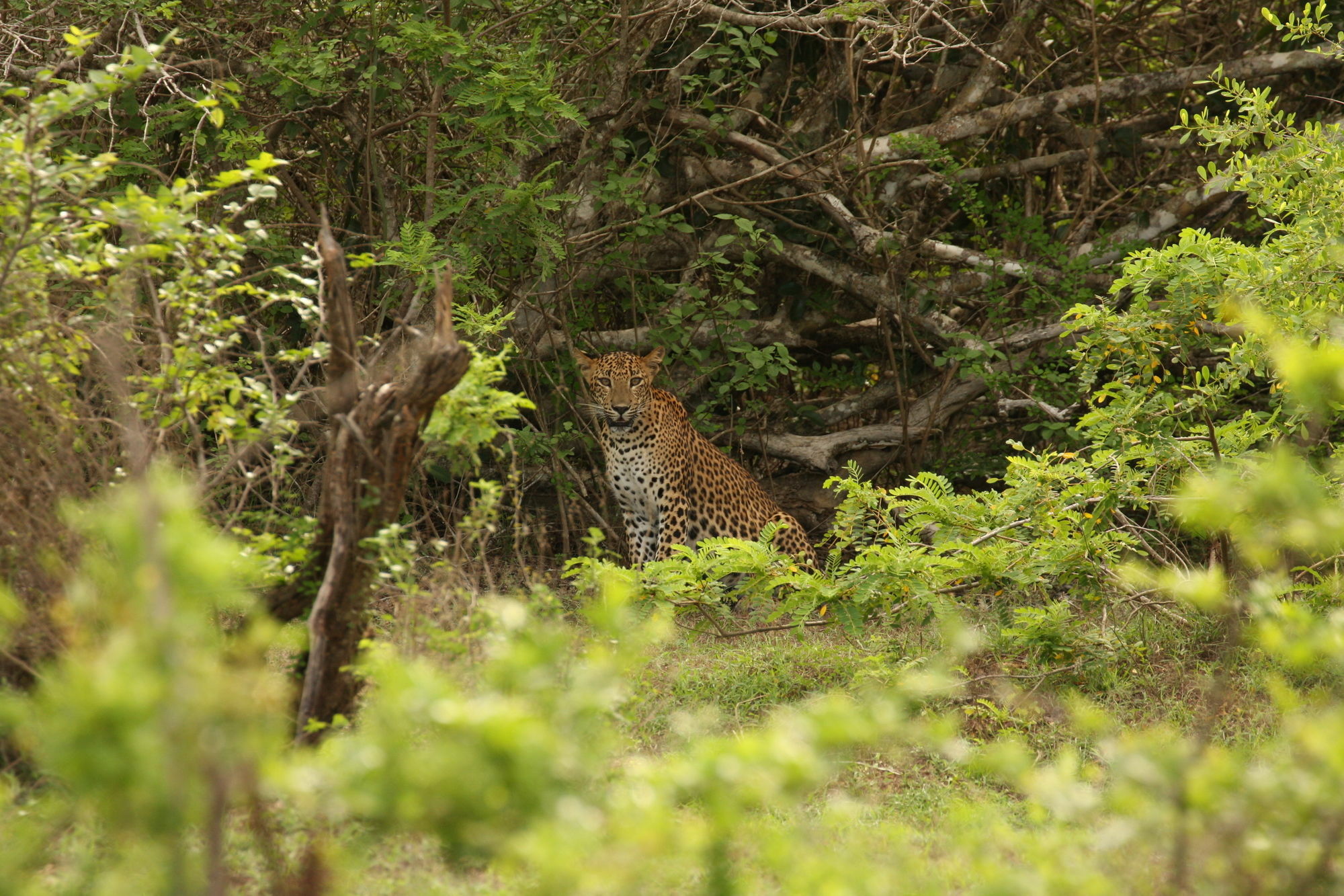 Yala National Park Camping Hotel Exterior photo