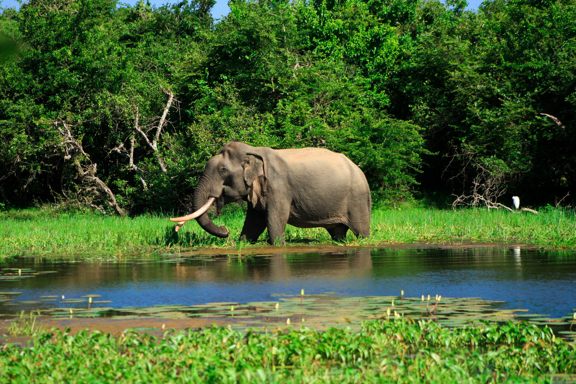 Yala National Park Camping Hotel Exterior photo